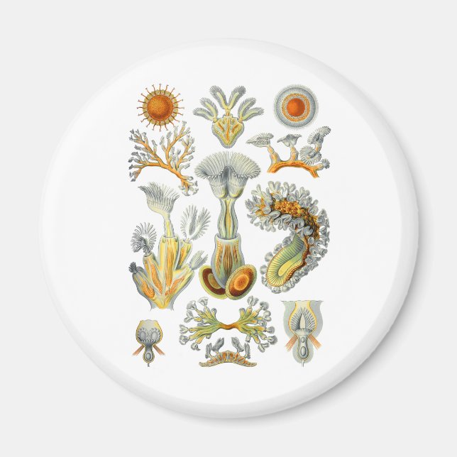 Íman Bryozoa (Frente)