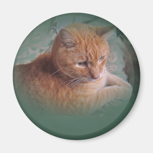 Íman Bubba, o Tomcat Laranja Tabby (Frente)