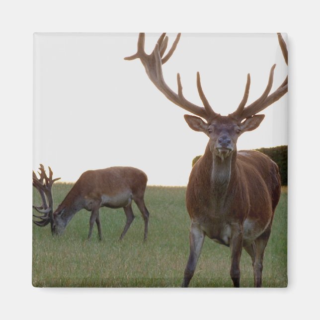 Íman Buck Magnet (Frente)