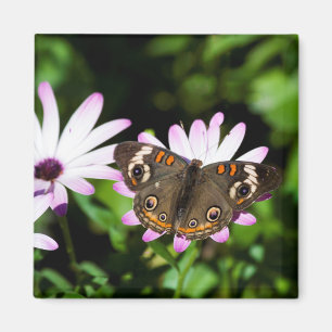 Íman Buckeye Butterfly em Flores Roxos