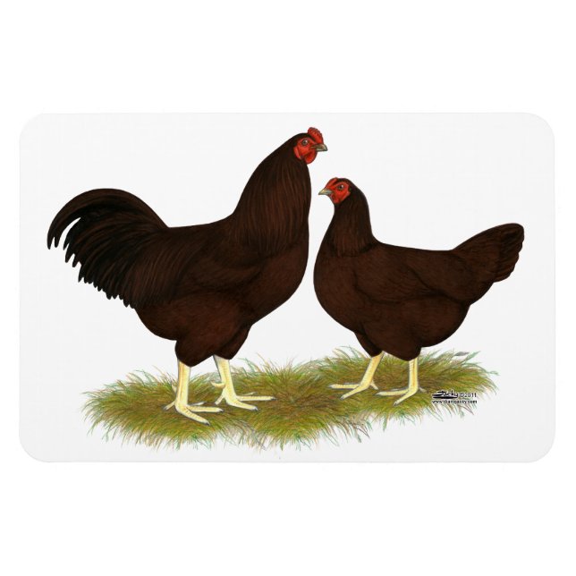 Íman Buckeye Chickens (Horizontal)