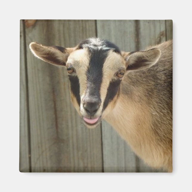 Íman Buckskin Nigerian Dwarf Dairy Goat Kid (Frente)