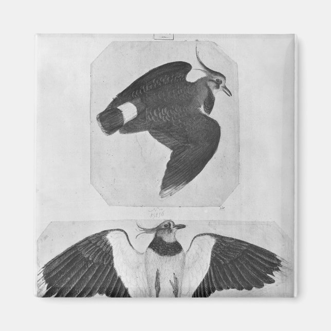 Íman Budgerigars, do Álbum Vallardi (Frente)