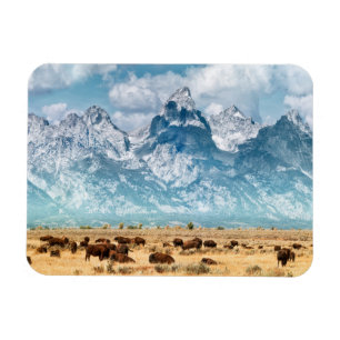 Íman Búfalo abaixo das montanhas grandes de Teton