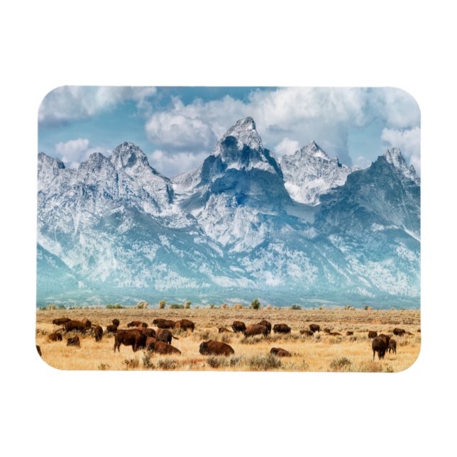 Íman Buffalo Abaixo das Montanhas Grand Teton (Horizontal)