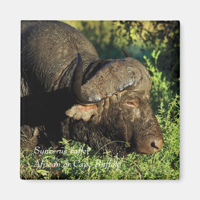 Íman Buffalo African Syncere caffer (Frente)