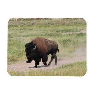 Íman Buffalo em movimento, fotografia