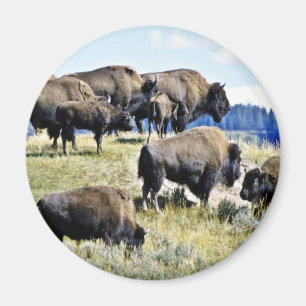 Íman Buffalo Herd - Parque Nacional de Yellowstone