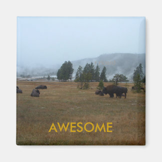 Íman Buffalo - Magnet Incrível