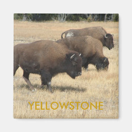 Íman Buffalo Yellowstone Magnet