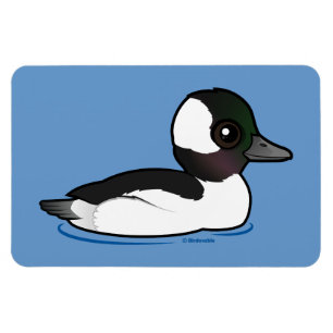 Íman Bufflehead