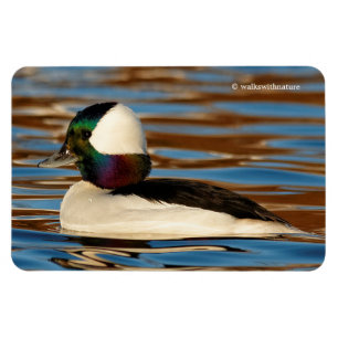 Íman Bufflehead masculino na tarde Sun