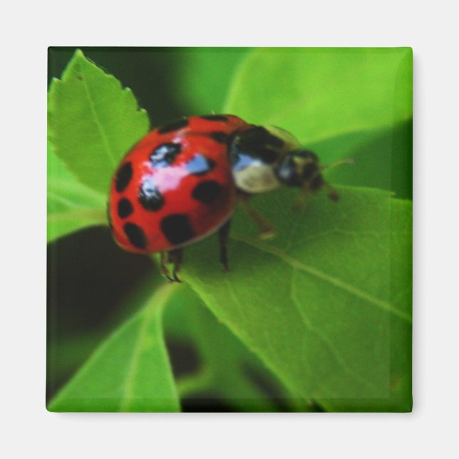 Íman bug (Frente)