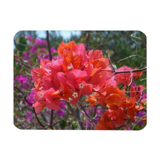 Íman Bugainvileia Rosa Tropical Ilha Floral (Horizontal)