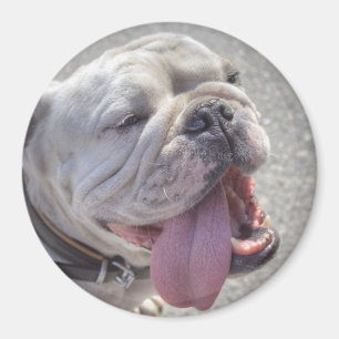 Íman Buldogue Branco