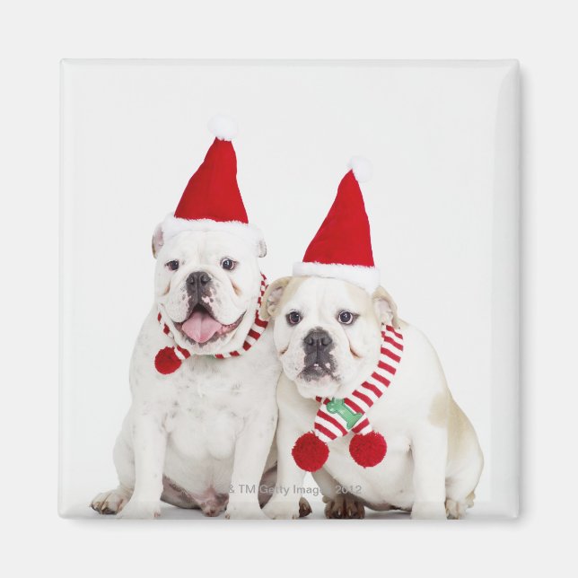 Íman Buldogue branco (Frente)
