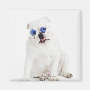 Íman Buldogue branco com máscaras matizadas azul