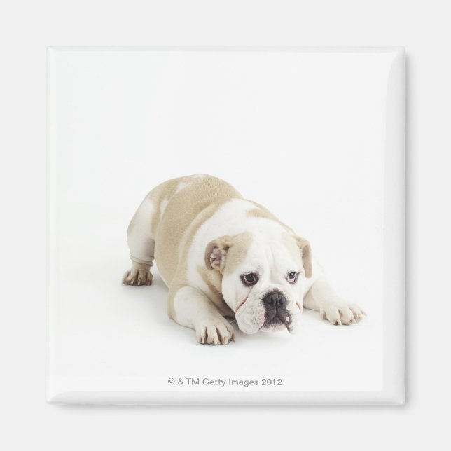 Íman Buldogue branco e bravo (Frente)