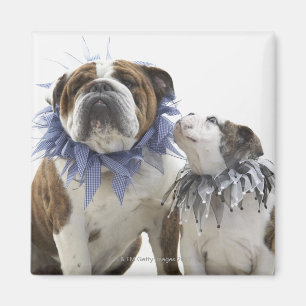 Íman Buldogue britânico e filhote de cachorro que