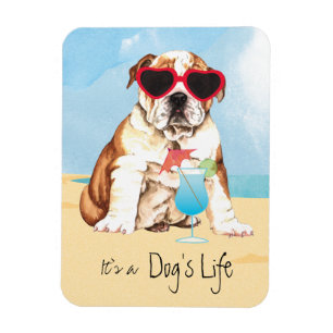 Íman Buldogue do verão