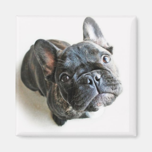 Íman Buldogue Francês (Frente)