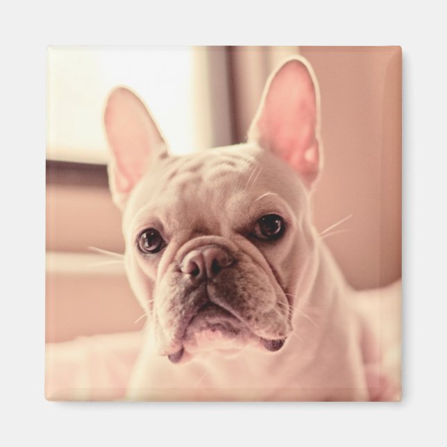 Íman Buldogue Francês (Frente)