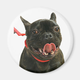 Íman Buldogue Francês