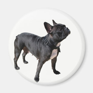 Íman Buldogue francês