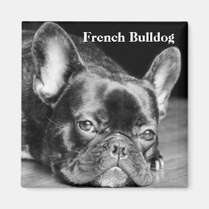 Íman Buldogue Francês