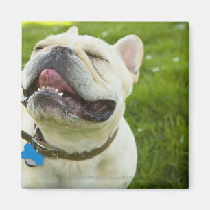 Íman Buldogue francês
