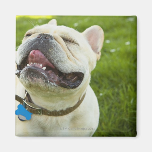 Íman Buldogue Francês (Frente)