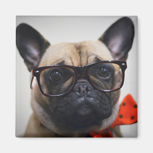 Íman Buldogue francês com vidros e laço