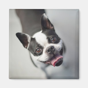 Íman Buldogue francês das imagens   de Getty