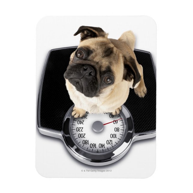 Íman Buldogue francês em escamas olhando para a câmera (Vertical)