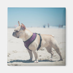Íman Buldogue francês na praia
