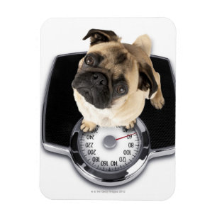 Íman Buldogue francês nas escalas que olham acima na