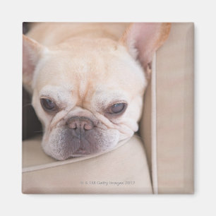 Íman Buldogue francês que descansa no sofá