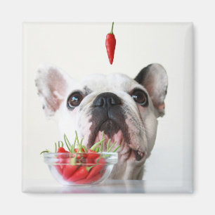 Íman Buldogue francês que olha uma pimenta vermelha
