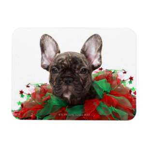 Íman Buldogue francês que veste o colar do Natal