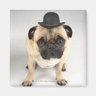 Íman Buldogue francês que veste o jogador, tiro do