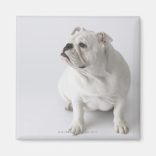 Íman Buldogue inglês branco