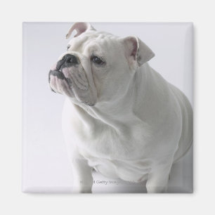 Íman Buldogue inglês branco que senta-se no estúdio,