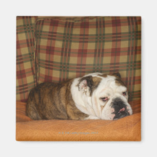Íman buldogue que encontra-se em um sofá