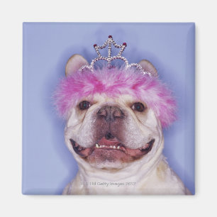 Íman Buldogue que veste a tiara