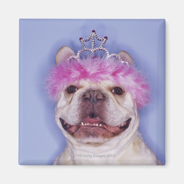 Íman Buldogue vestindo tiara (Frente)