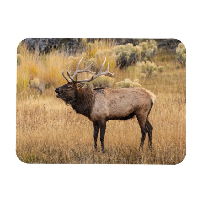Íman Bull Elk | Parque Nacional Yellowstone (Horizontal)