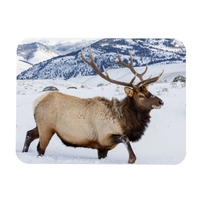 Íman Bull Elk | Wyoming (Horizontal)