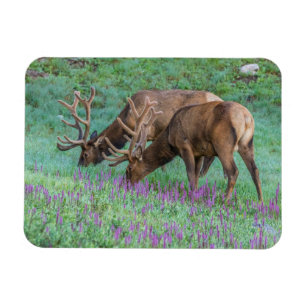 Íman Bull Elks Rocky Mountain National Park, Colorado