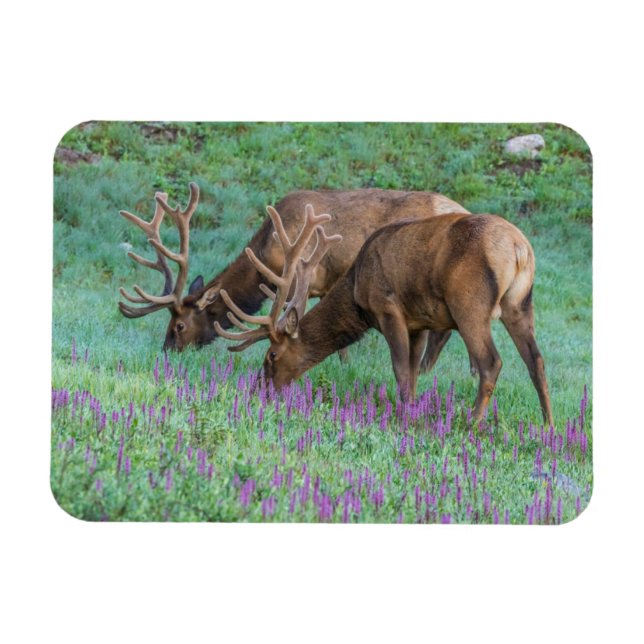 Íman Bull Elks Rocky Mountain National Park, Colorado (Horizontal)