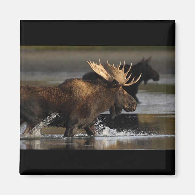 Íman Bull Moose (Frente)